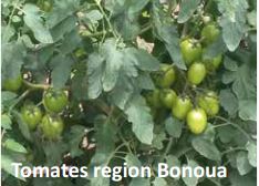 Tomates region Bonua